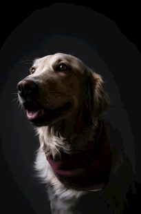 戴围巾的金毛犬