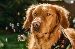 可爱金毛犬户外温馨瞬间