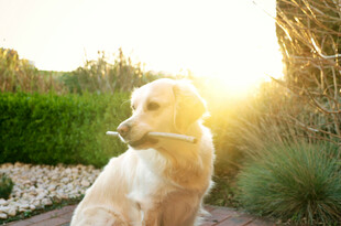 夕阳下的金毛犬