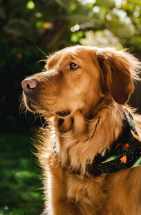 阳光下的金毛犬