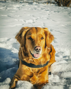 雪地中趴着的金毛犬