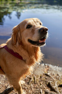 金毛犬在水边的惬意瞬间