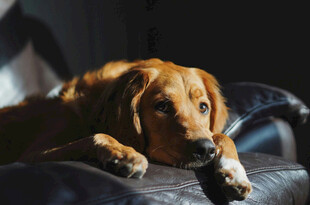 趴卧沙发的可爱金毛犬