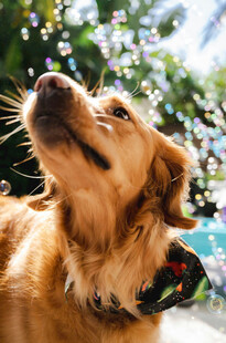 仰头的金毛犬