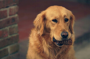 金毛犬叼物可爱瞬间