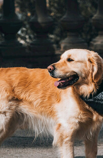 站立的金毛犬