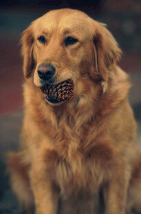 叼球的金毛犬