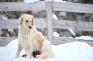 雪地中坐着的金毛犬
