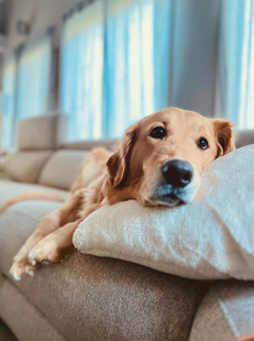慵懒金毛犬趴卧沙发垫上