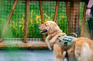 金毛犬穿戴装备准备出行