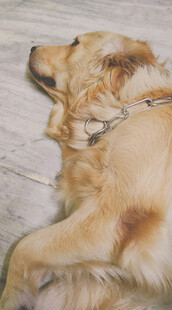趴着休息的金毛犬
