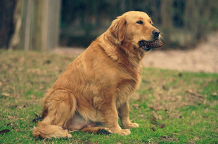 坐着的金毛犬