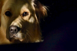 忧郁金毛犬的深邃眼神