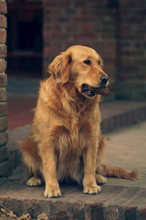 坐着的金毛犬