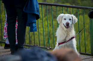 阳台上的白色宠物犬