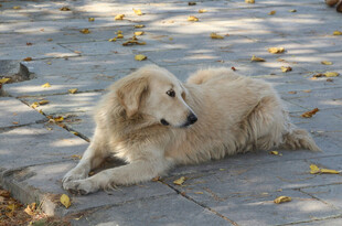 阳光下休憩的金毛犬