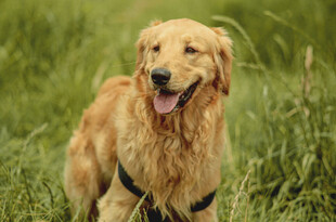 草地上的金毛犬