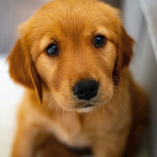 可爱小金毛幼犬