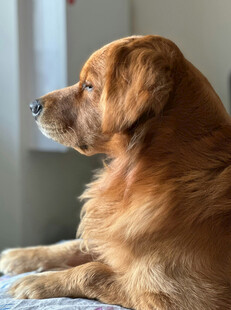 窗边金毛犬的安静侧影