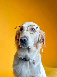 戴眼镜的可爱金毛犬
