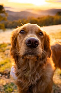 夕阳下的金毛犬