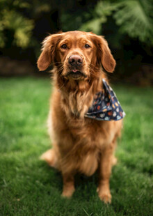 戴头巾的金毛犬