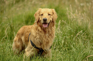 草地上的金毛犬