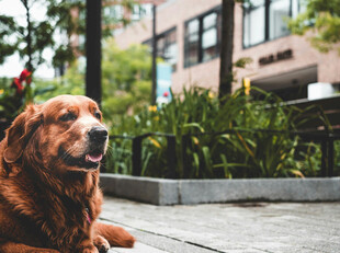 户外休憩的金毛犬