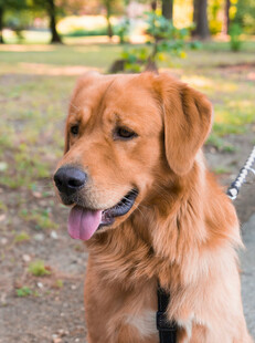公园中拴绳的金毛犬
