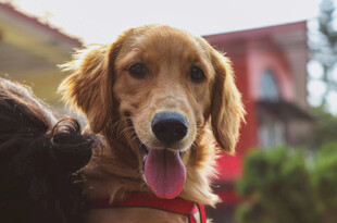 可爱金毛犬露出开心笑容