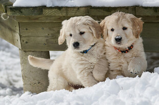 雪地里的两只可爱金毛犬