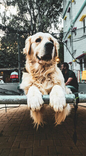 金毛犬扒栏杆可爱模样