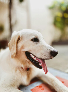 趴着的金毛犬