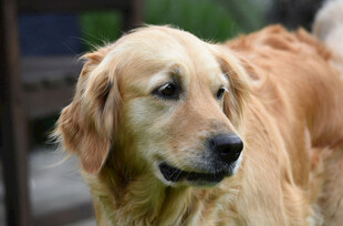 可爱金毛犬