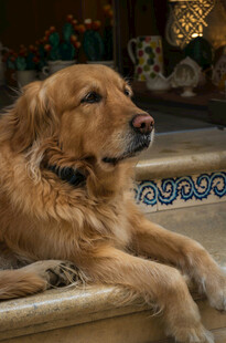 趴卧的金毛犬