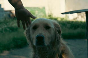 抚摸金毛犬的温馨瞬间