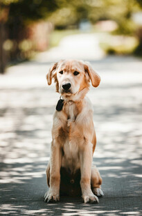可爱金毛犬安静坐着