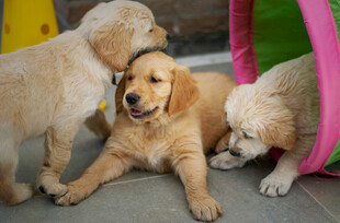 可爱金毛幼犬嬉戏玩耍
