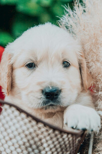 可爱金毛幼犬趴卧篮中
