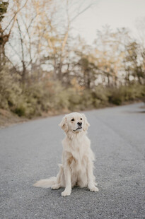 公路上的可爱金毛犬
