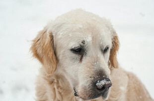 雪中金毛犬