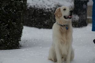 雪地中的金毛犬