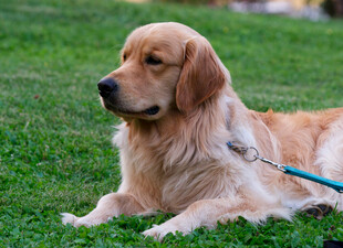 草地上的金毛犬