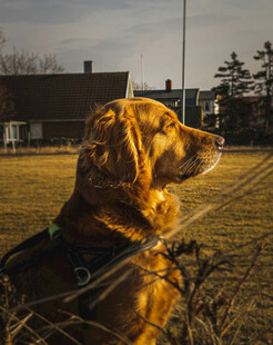 夕阳下的金毛犬