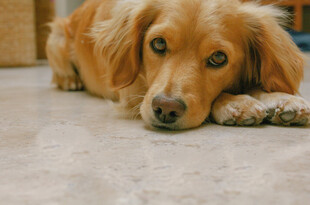 趴着的金毛犬