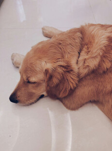 熟睡的金毛犬