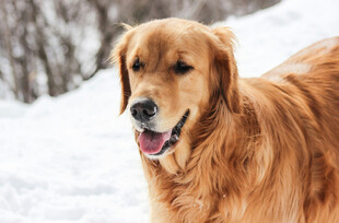 雪地中的金毛犬