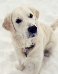 可爱金毛犬雪地萌态