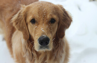 雪地中的金毛犬
