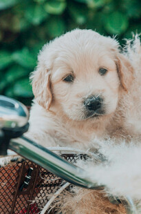 可爱金毛幼犬坐于物品上